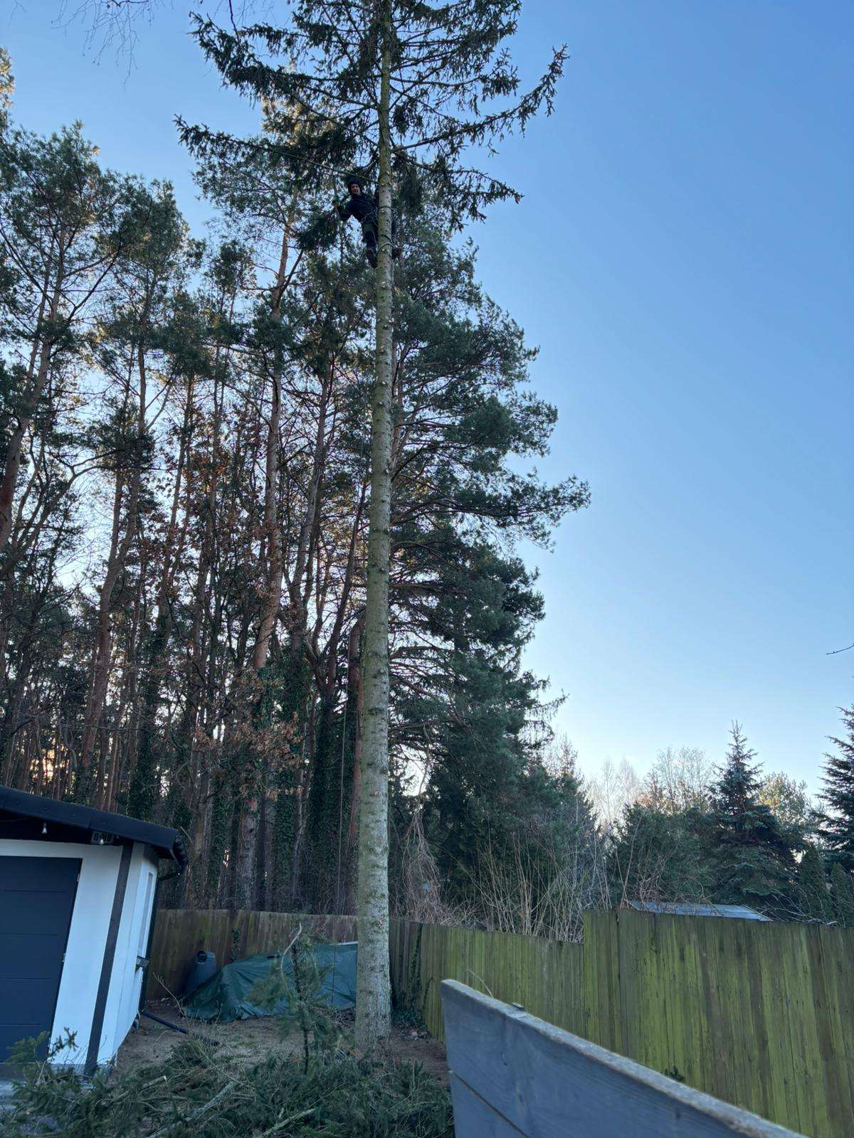 Arborysta przy pracy